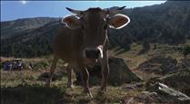 Ordino recuperarà la fira del bestiar mig segle després