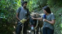 Passejar per la vall del Madriu en ruc, l'activitat per sensibilitzar sobre el bon tracte als animals