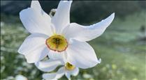 Premiades les millors fotografies del concurs sobre la flora del Parc de Sorteny