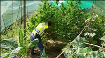 Presó per al jubilat que plantava marihuana en un hort