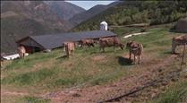Els ramaders continuaran tenint problemes per aconseguir pastura, tot i les pluges dels darrers dies