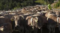 El sanejament del bestiar boví de Canillo demostra el bon estat de la ramaderia i la urgència de solucionar el relleu generacional