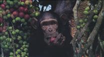 "Sur le piste des grands singes", l'exposició per començar a celebrar el 50è aniversari de la francofonia