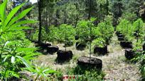 Tres persones detingudes per la possessió de 1.740 plantes de marihuana prop de Coll de Nargó