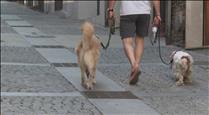 Els veterinaris avisen que no s'arriba al mínim de gossos genotipats per analitzar els excrements del carrer
