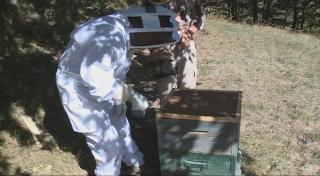 El curs d'apicultura arriba a la vuitena edició amb una vintena de participants