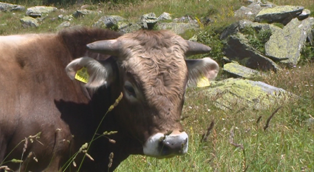 La vall de Rialb escenifica el canvi de pastures amb la benedicció del bestiar