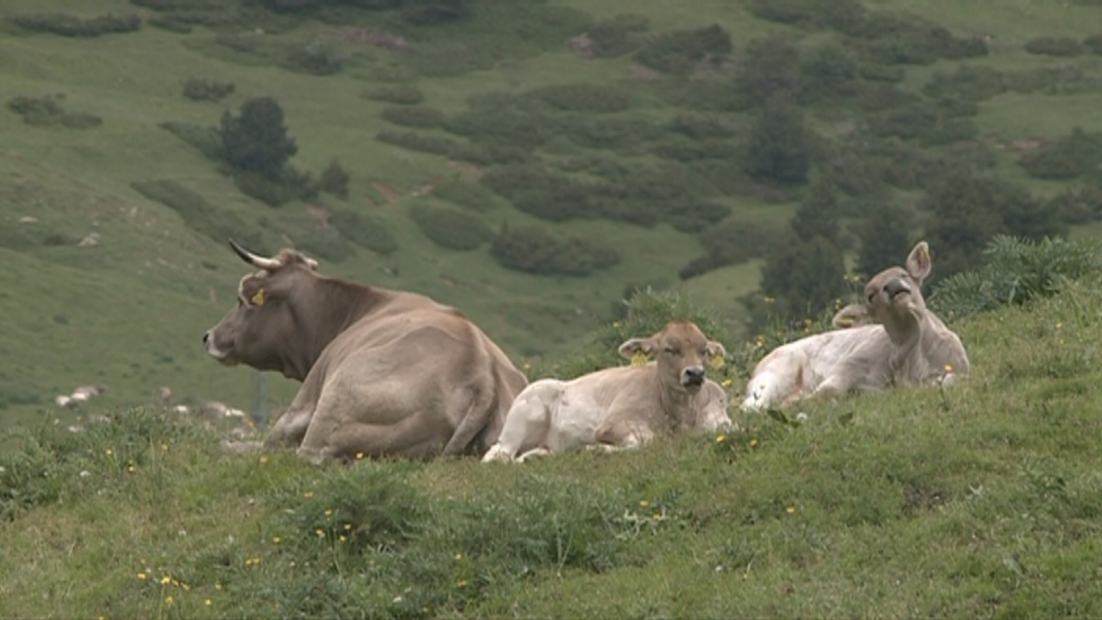 La benedicció del bestiar de Setúria obre la temporada de pastures d'estiu