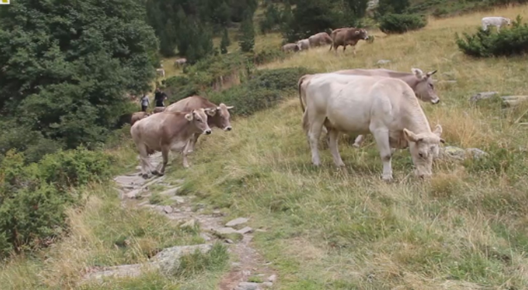 La vall de Rialb acull la tradicional  benedicció del bestiar
