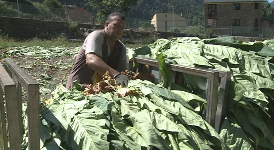 Els pagesos preveuen un creixement de la collita de tabac