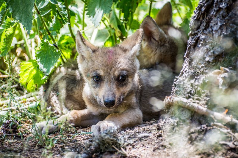 Naturlandia rep sis cadells de llop siberià 