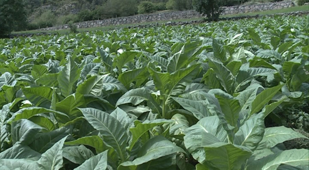 Creix la producció de tabac a Andorra la Vella