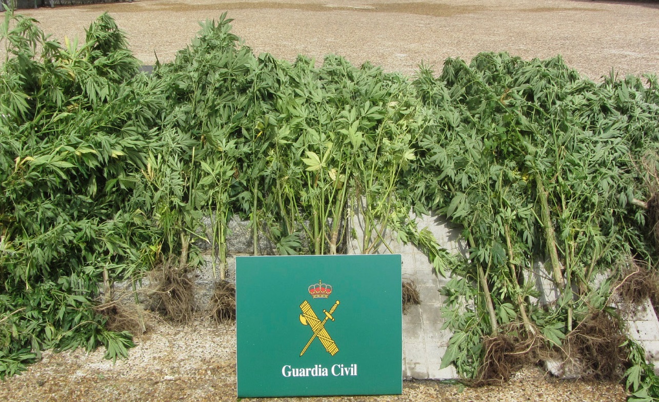 Detenen un veí de la Seu amb 24 plantes de marihuana plantades al marge del riu Segre