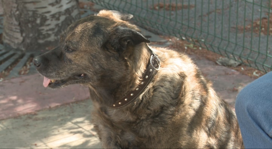 Noves multes per dur gossos de raça perillosa sense morrió