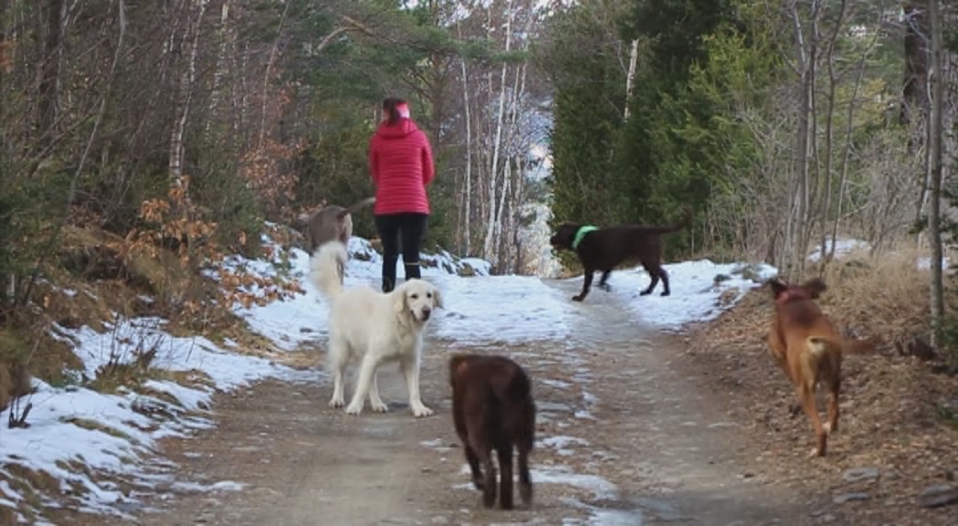 Reportatge: excursions canines per cobrir les necessitats físiques i socials dels gossos