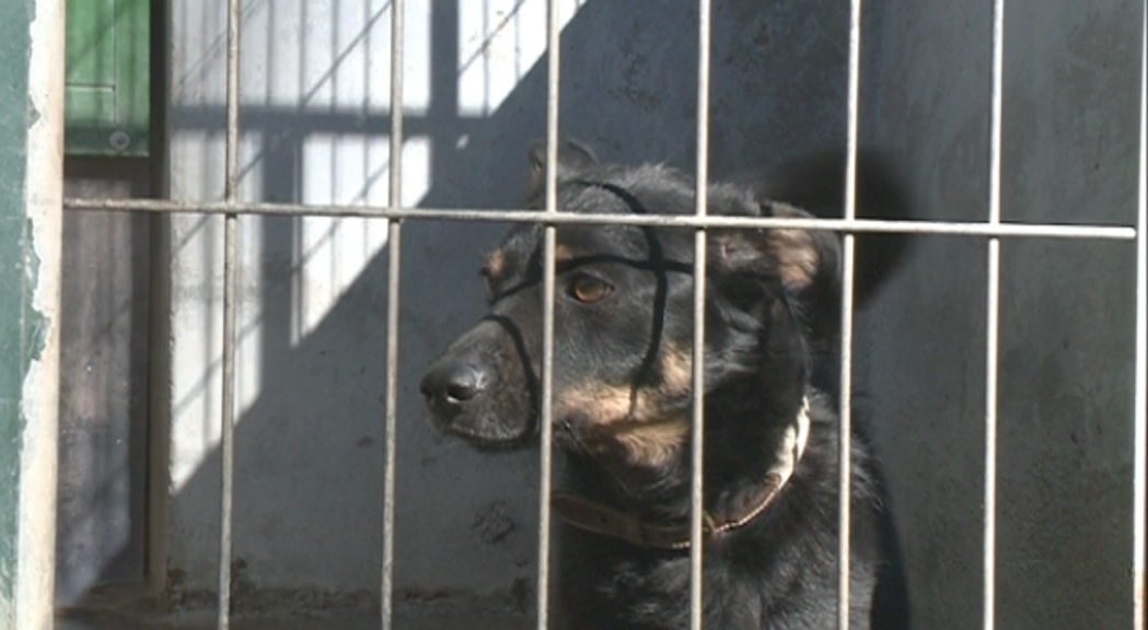 Famílies d'acollida, una segona oportunitat per als gossos abandonats