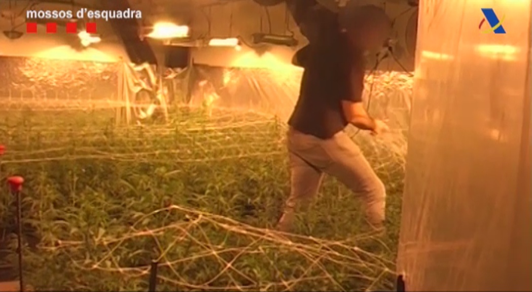 26.000 plantes de marihuana decomissades a Catalunya, amb vincles a la Seu d'Urgell