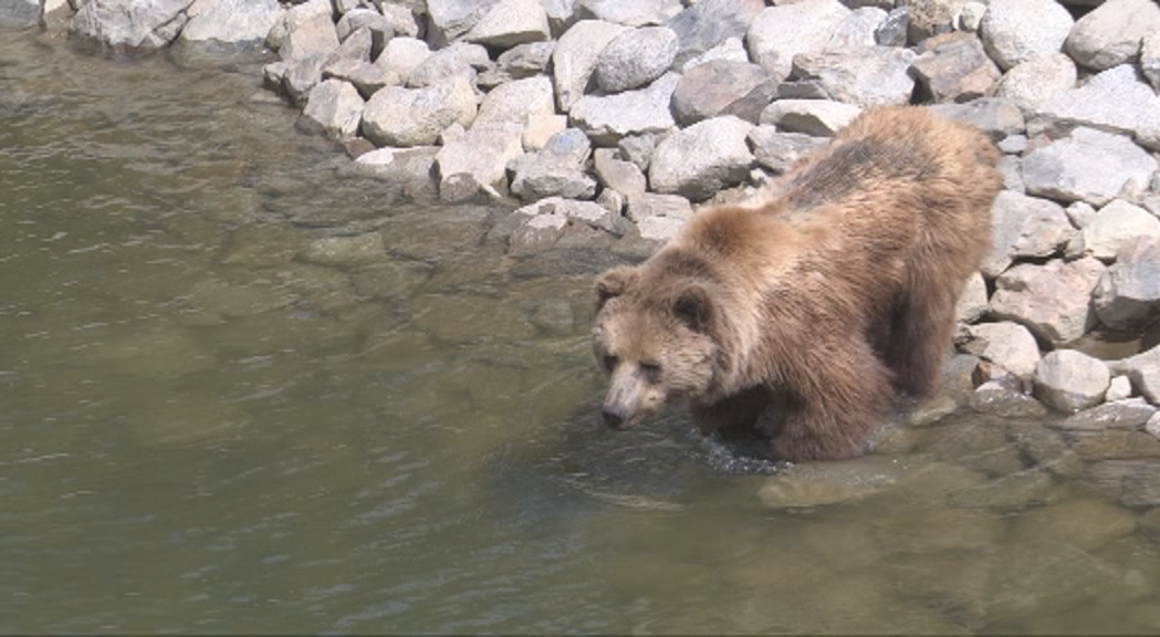 Els informes de Medi Ambient sobre la mort de l'ós i la seguretat de Naturlàndia, enllestits dilluns