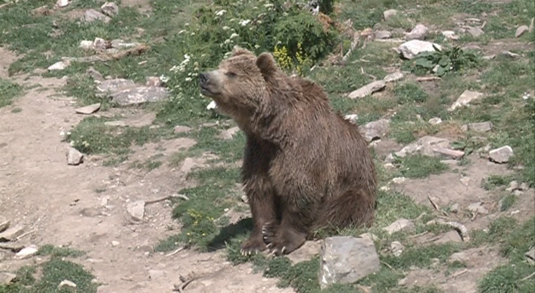 La policia comença els interrogatoris per la mort de l'ós a Naturlàndia