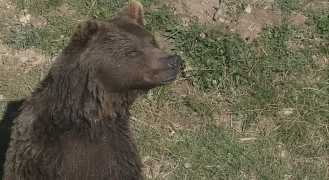 APAPMA es presentarà com a acusació particular en el cas de la mort de l'ós