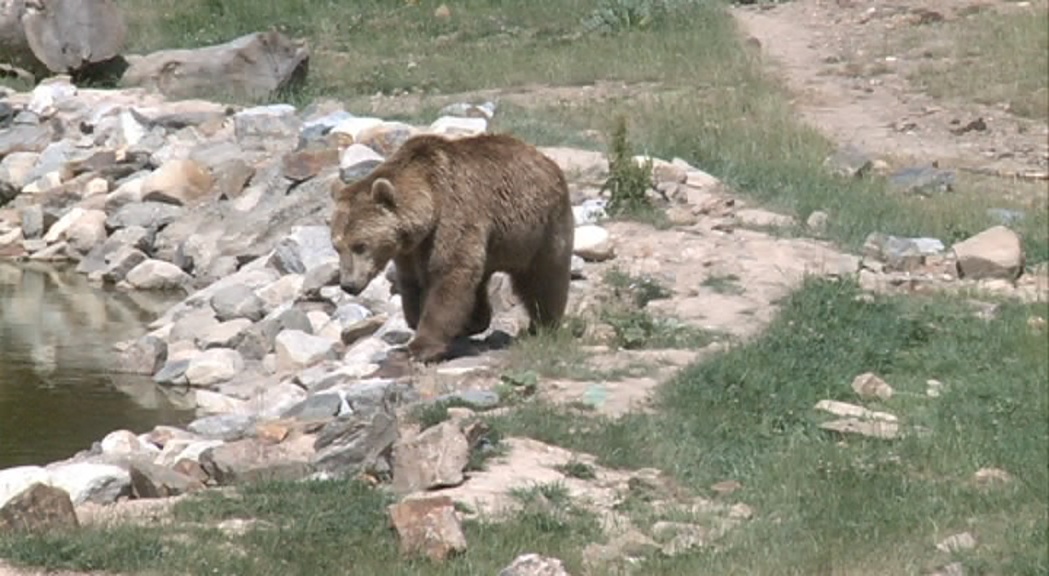 APAPMA demana depurar responsabilitats polítiques al comú de Sant Julià per la mort de l'ós