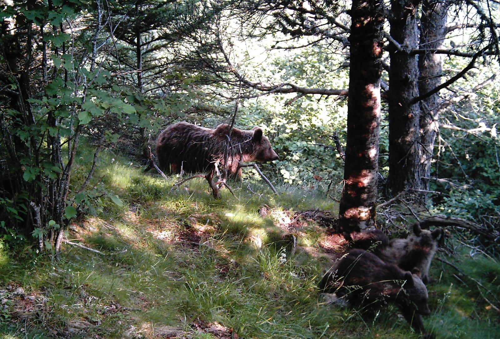 La reunió de seguiment transfronterer de l'ós bru en detecta 31 al 2014
