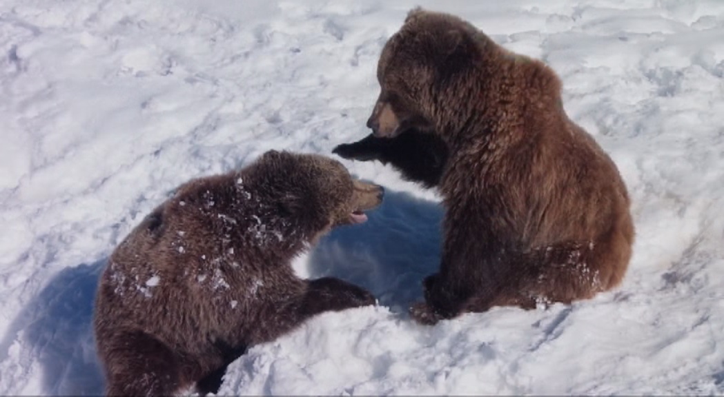 S’acaba l’hivern per als óssos de Naturlàndia