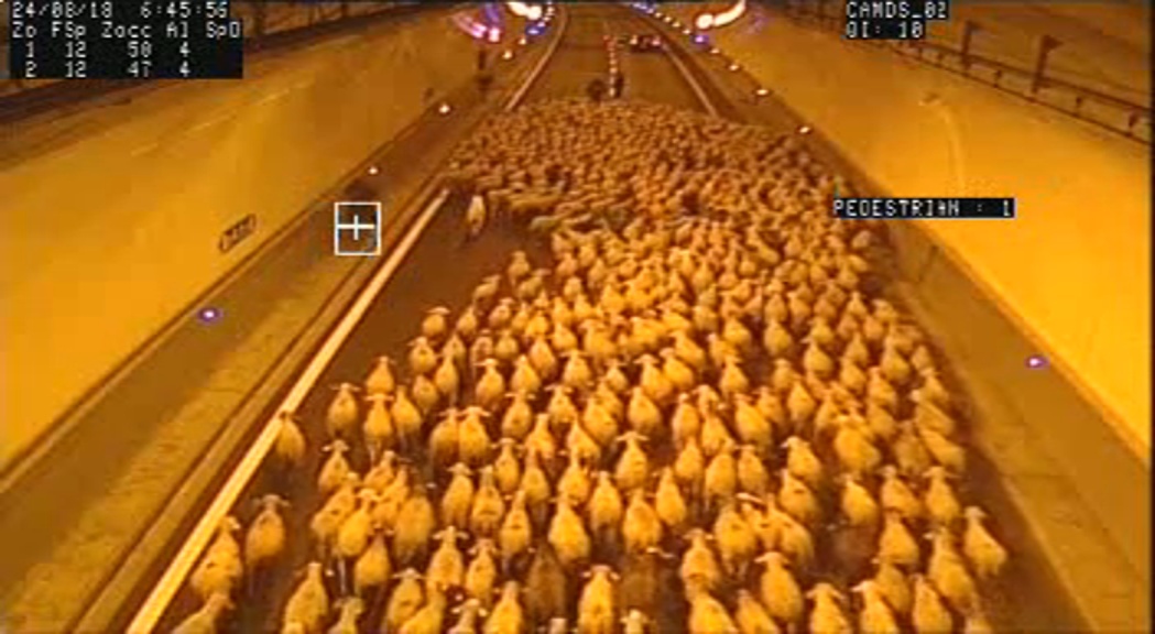 Més de 1.000 ovelles travessen el país cap als prats d´estiu