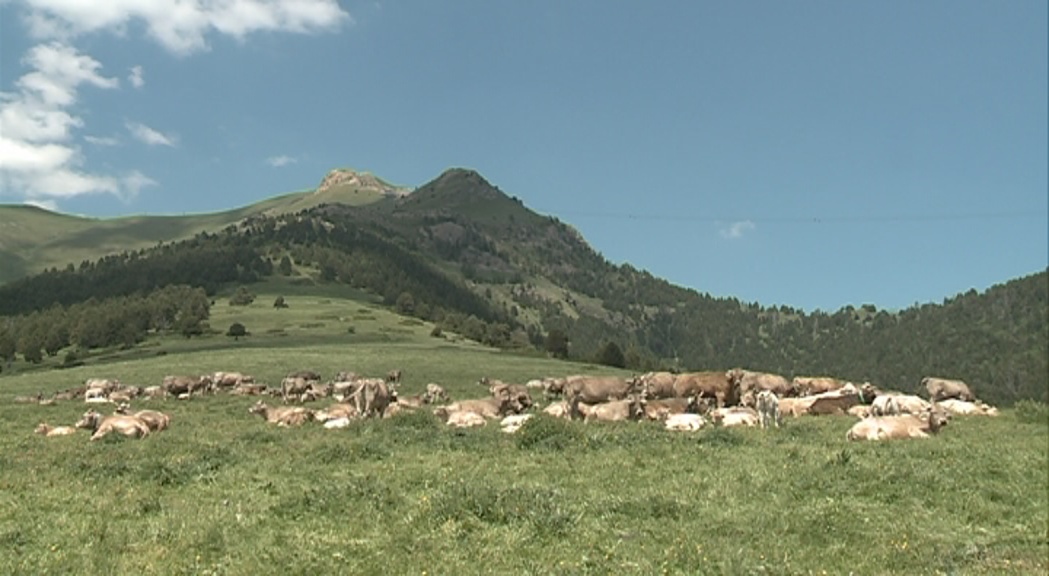 Medi Ambient constata el relleu generacional de la ramaderia a la Massana i Ordino i hi treballa a Canillo