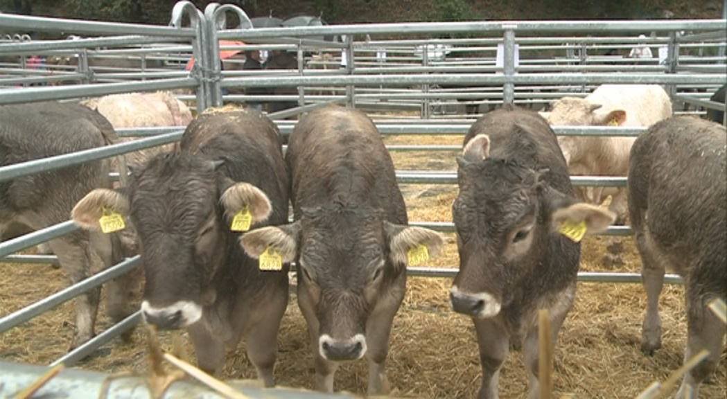 Ramaders d’Andorra participarà en un projecte per fer valer la carn de boví del Pirineu