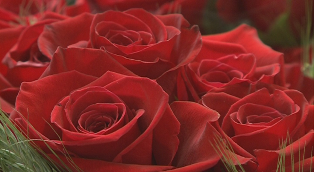 20.000 roses per Sant Jordi