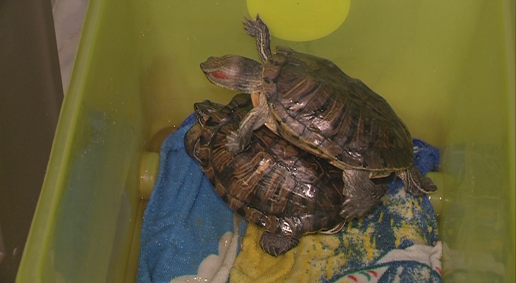 Bomosa trasllada 25 tortugues domèstiques al Centre de Recuperació d´Amfibis i Rèptils de Catalunya