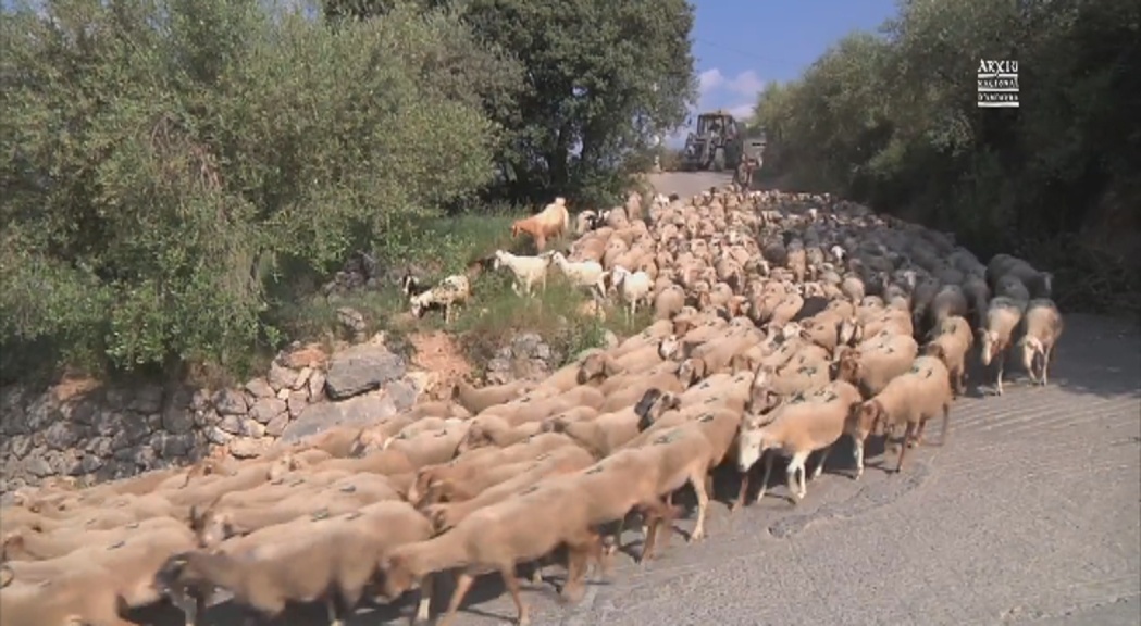 "Vides de muntanya. Ramaderia d'alçada" recull una vintena de documents audiovisuals per conservar la tradició ramadera