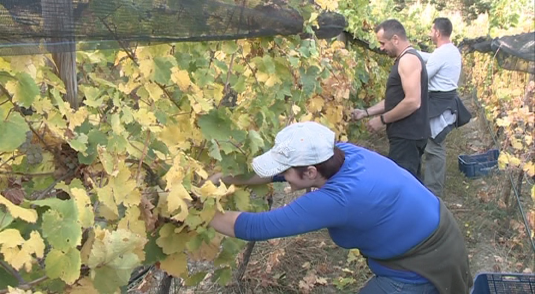 Agricultura distribuirà properament els segells de qualitat controlada d'Andorra per als vins