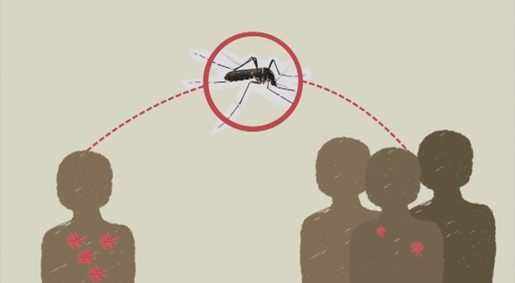 Salut informa sobre el virus Zika i demana als viatgers seguir les recomanacions de l'OMS