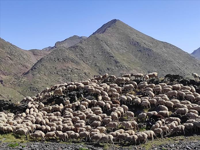 Des d’aquesta setmana, un ramat de cinc-centes ovelles esta