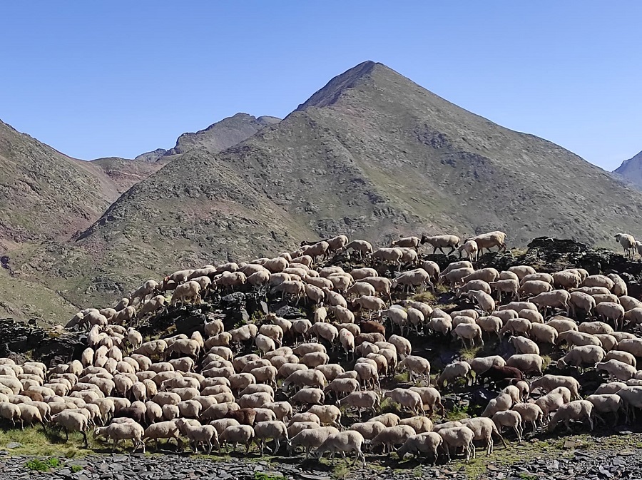 Des d’aquesta setmana, un ramat de cinc-centes ovelles esta
