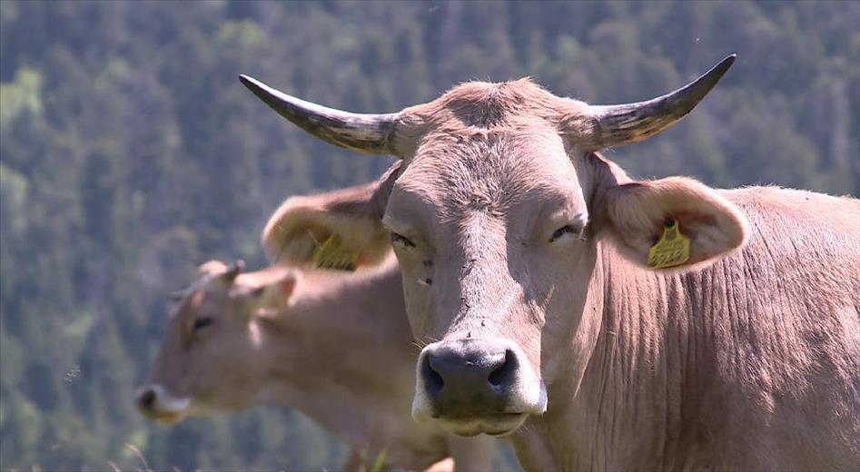 L'atac d'una ossa a una vaca tindrà indemnització: un mínim de 3.700 euros 