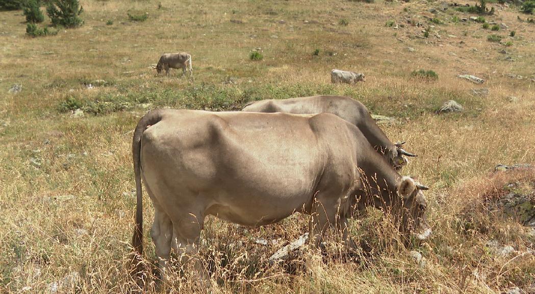 L'augment dels preus i la manca de beneficis amb els preus finals de la carn, grans neguits dels ramaders d'Ordino