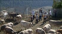 Canillo treballa per garantir el relleu generacional dels ramaders de la parròquia