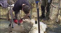 La demostració de xollar ovelles i l'exposició d'eines antigues, les activitats amb més afluència a la Fira del Bestiar d'Ordino