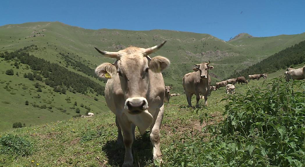 El Govern aprova una ajuda de més d'un milió d'euros per fomentar les pràctiques ramaderes