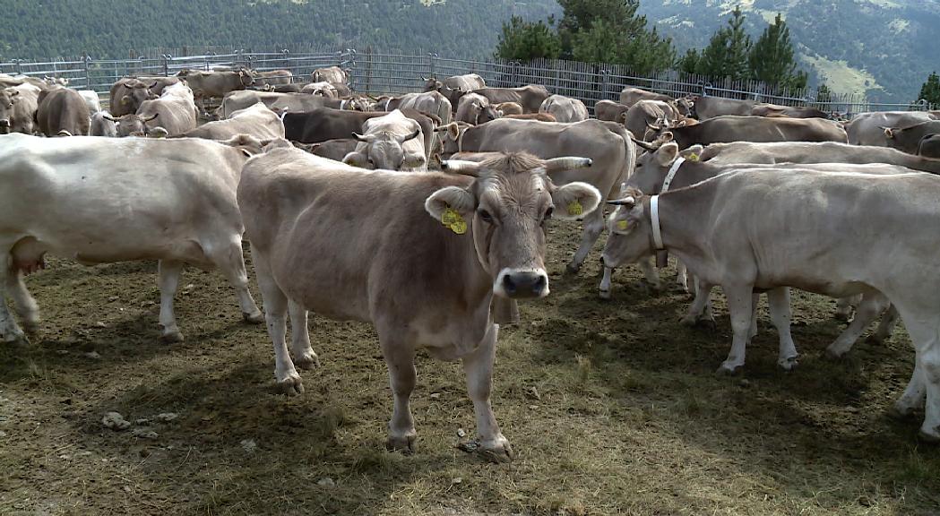 La presència de la raça bruna bovina d'Andorra 