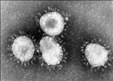 L'OMS declara l'emergència internacional pel coronavirus