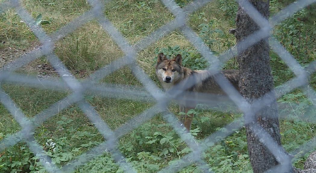 Naturlàndia manté oberta internament la investigació per la mort del llop