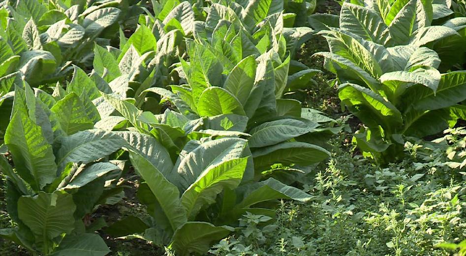 Les pedregades de juliol no van afectar gaire els cultius de taba