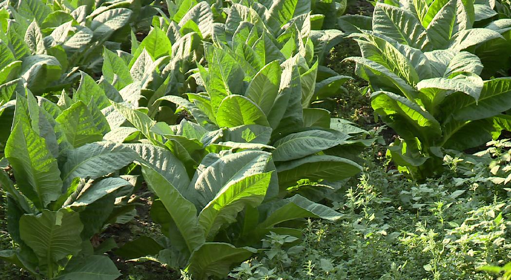 Les pedregades de juliol no van afectar gaire els cultius de taba