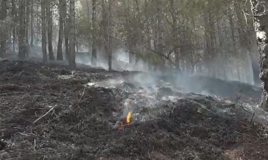 Els bombers alerten del perill d'incendi forestal, en un nive