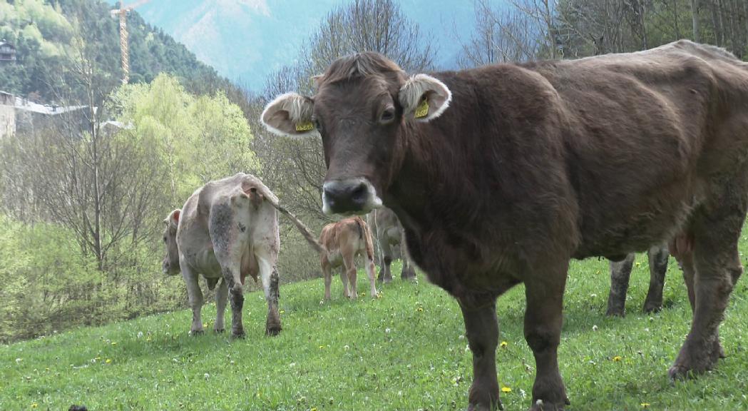 Ramaders d'Andorra es fixa un termini de 7 anys per aconseguir un certificat de qualitat extern sobre carn produïda garantint el benestar animal