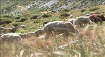 Un ramat de 900 ovelles pastura pels prats del Comapedrosa per netejar el sotabosc